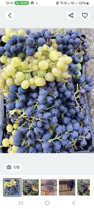 Struguri de vin de calitate superioara net