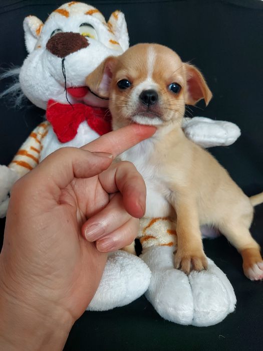 Продаю щенков чихуахуа