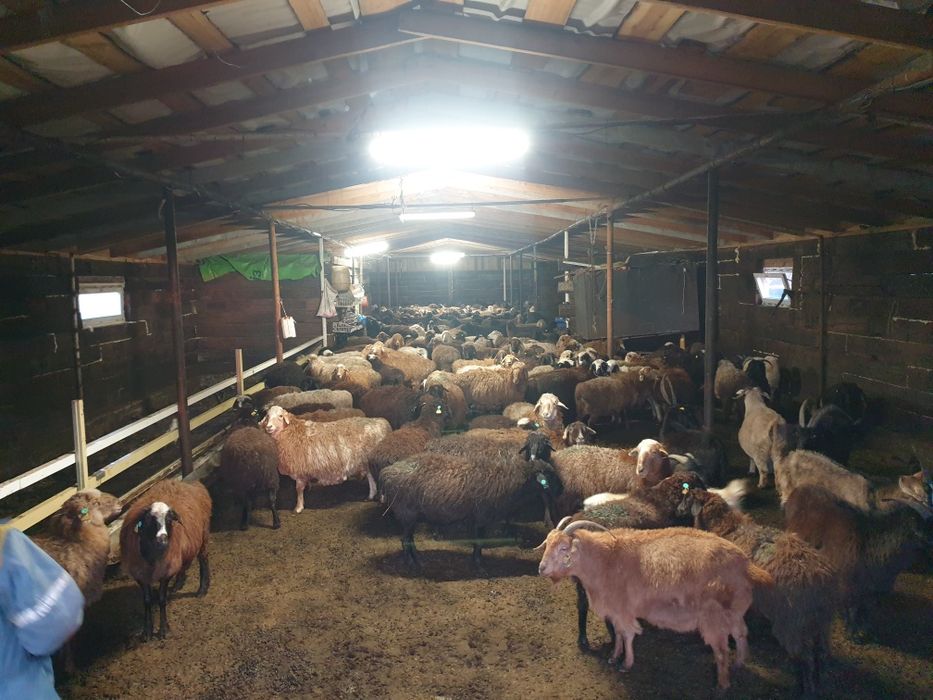 Пасу-выпас Кои баран Овец  багам.