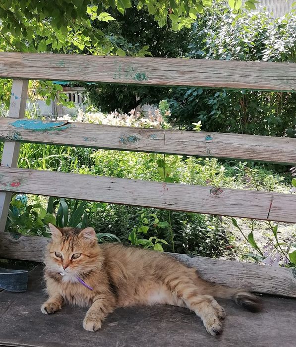 Кошечка в добрые руки