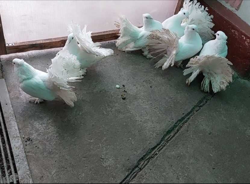 De vânzare voltati indieni albi