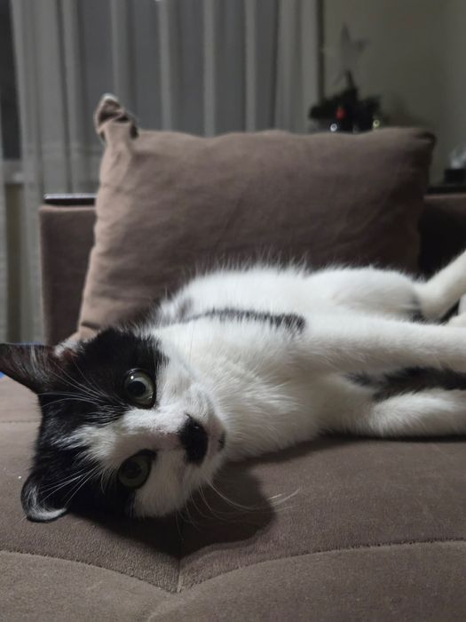 Подарявам  момиченце коте на 7-8 месец