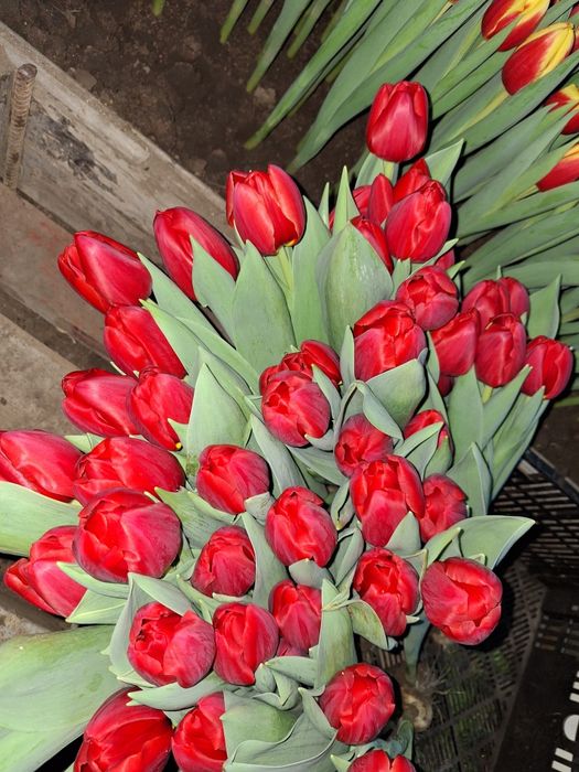 Тюльпаны оптом и в розницу на 8 марта