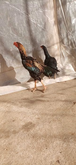 Дакан хуроз ва товук