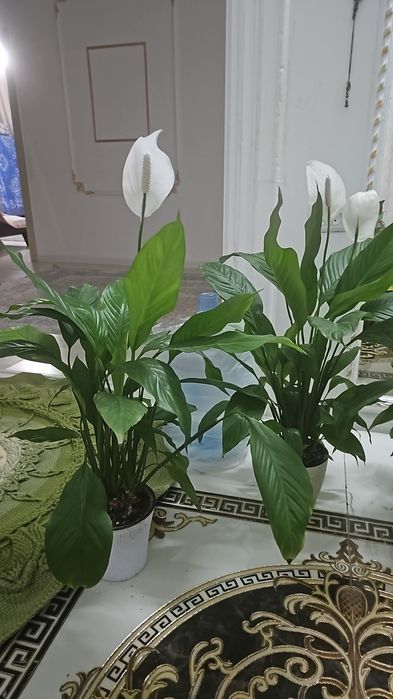 Фикус и другие цветы