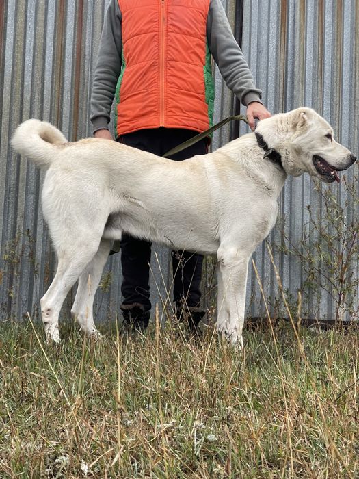 Собаки ,щенки ,акбаш ,турецкий алабай