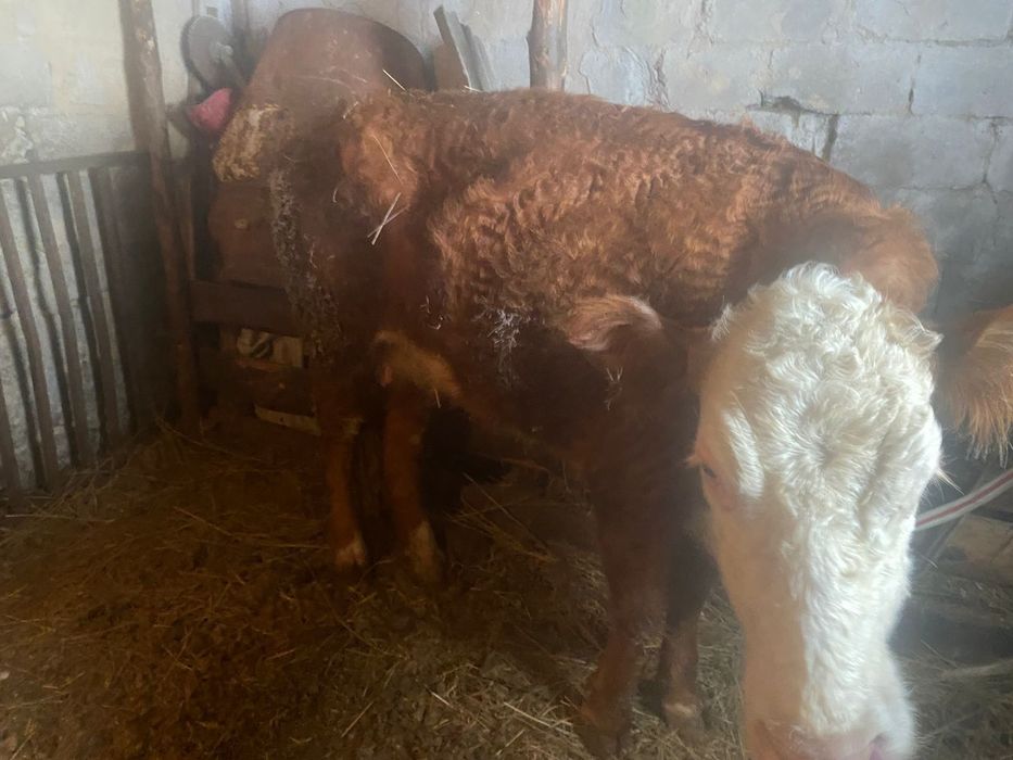 Продам тёлку на откорме неделю