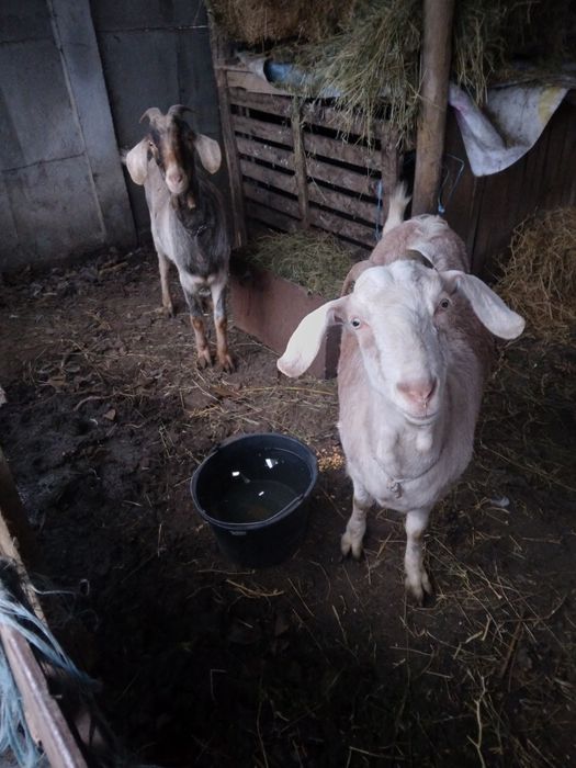 Capre metis aglonubian cu alpine