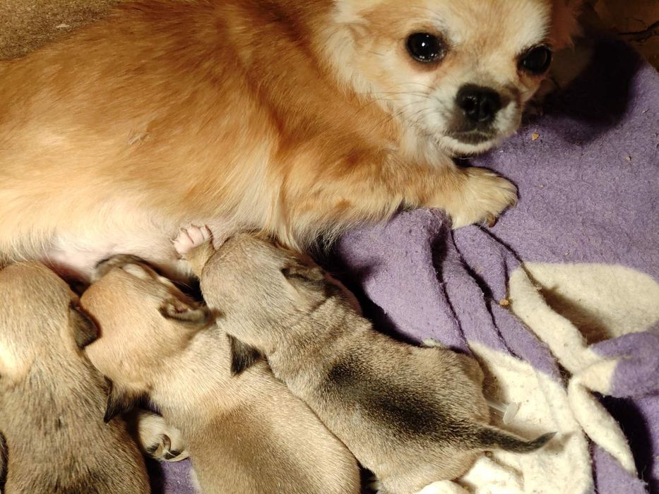 Чихуахуа супер мини