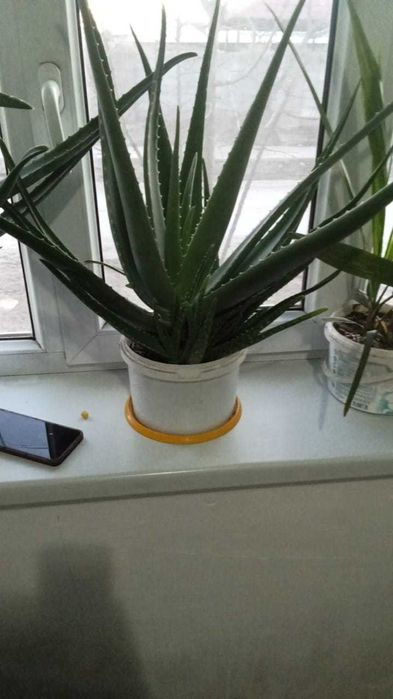 Алоэ гули сатылады бағасы келисемиз