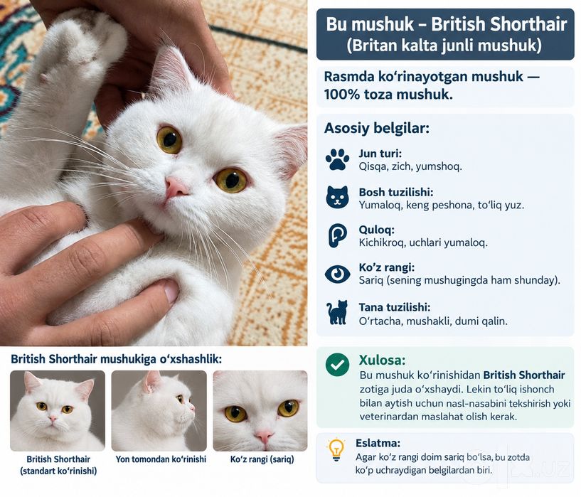 Mushuk British Longhair