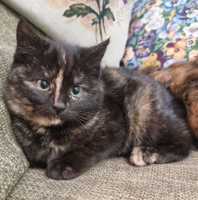 Бесплатно котенка девочку в добрые руки