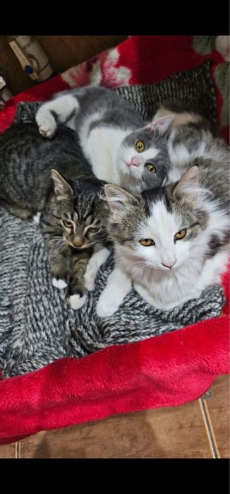 Котята ищут любящую семью