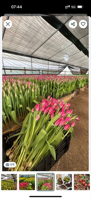 Тюльпаны оптом местные