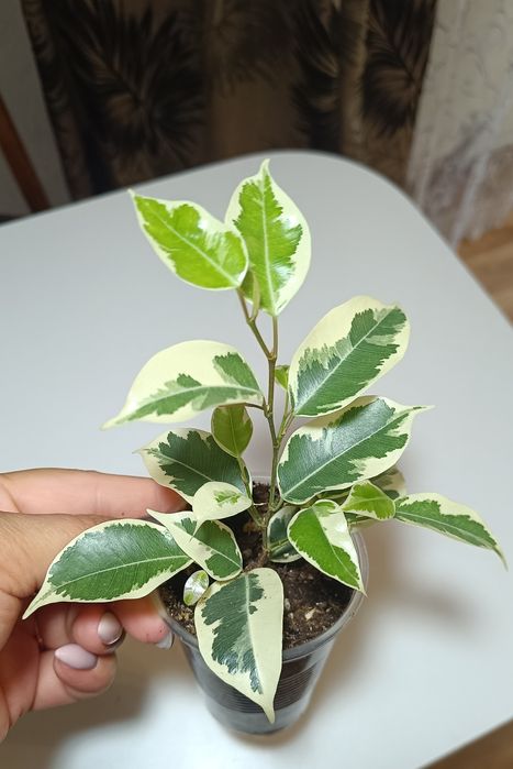 Фикусы разных сортов.