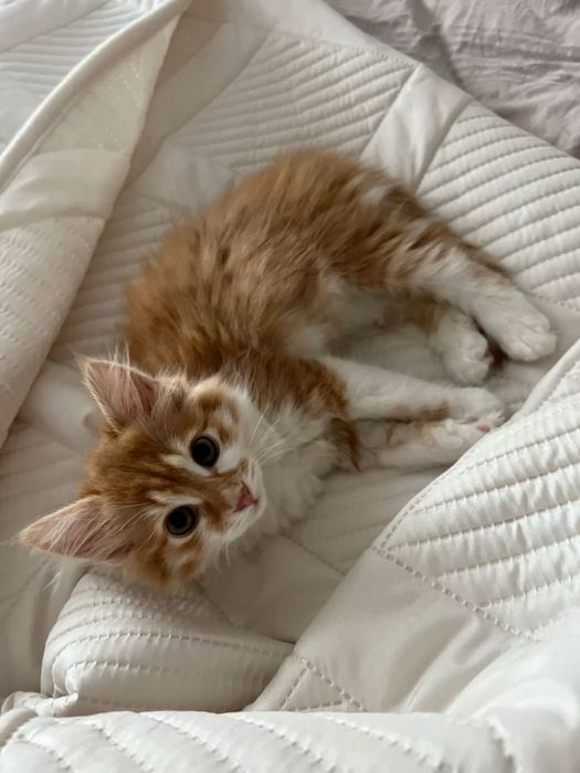 Передержка для кошек