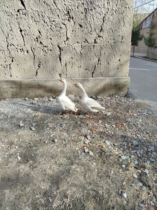 Гозлар сотилади 350000 мингдан соглом ок гозлар нархини келишамиз Сал.