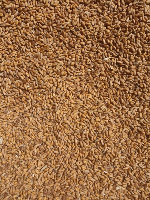 Vând grâu de consum recolta 2025