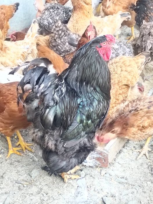 cocos brahman negru