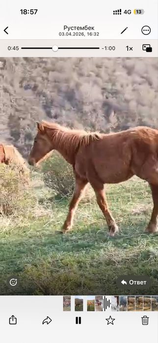 3 ұрғашы тай сатылады