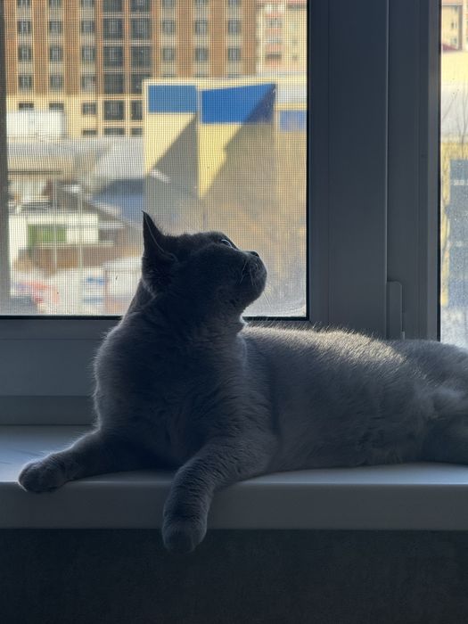Британская кошка