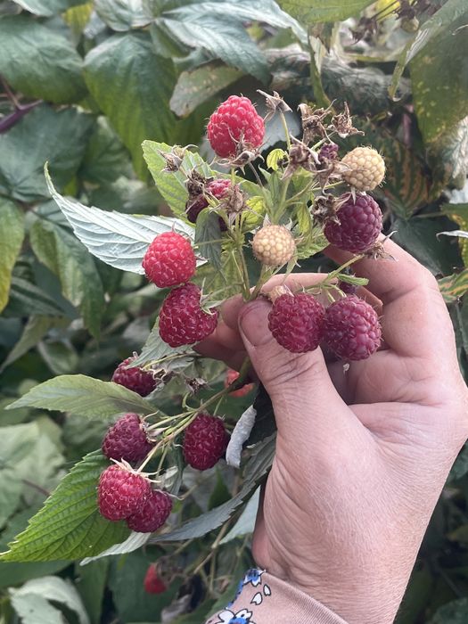 Продается дом с большим участком