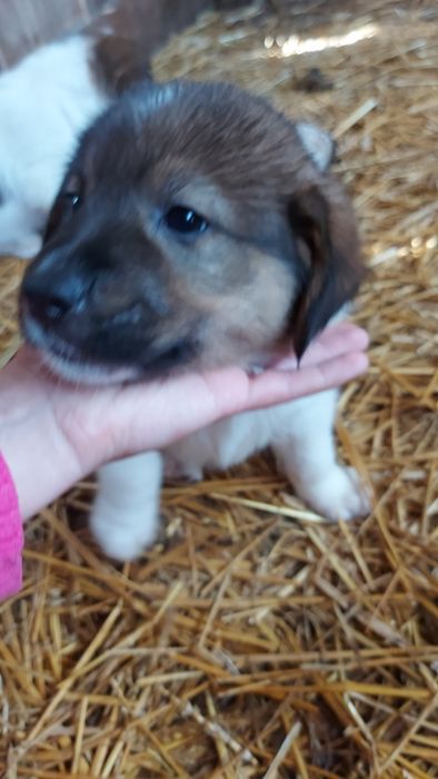 Donez catei de zece saptamani