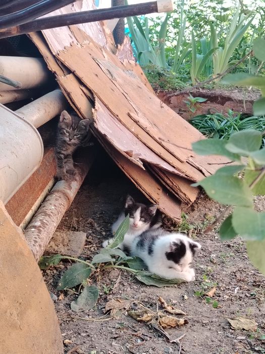 Отдам котят в добрые руки