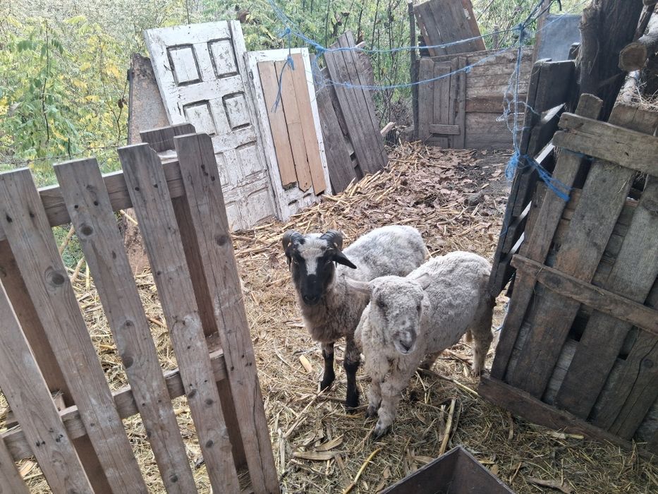 Vand miel cel cu coarne