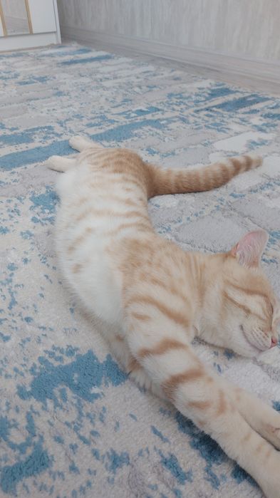 Даю кота в добрые руки Кызылорда