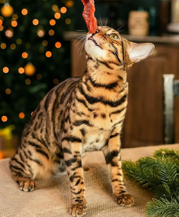 Бенгальские котята с документами.