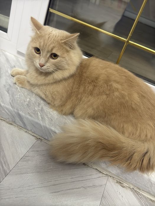 Отдам кошку мальчика