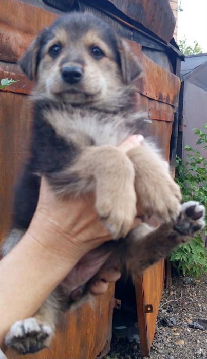 Щеночки ищут дом