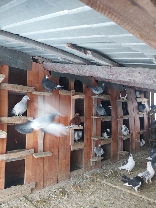 Porumbei foarte frumosi