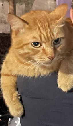 Пропал рыжий кот! Вознаграждение 50 000 тенге!