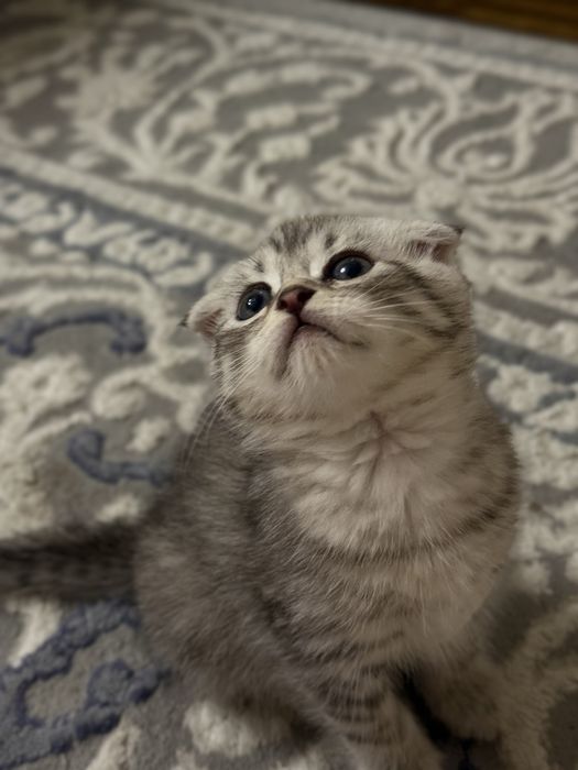 Продаются Котята Шиншилла