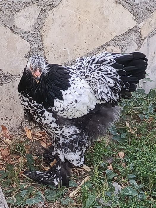 Brama svetliy tyomni pux qora nuqtali tuxumlari sotiladi