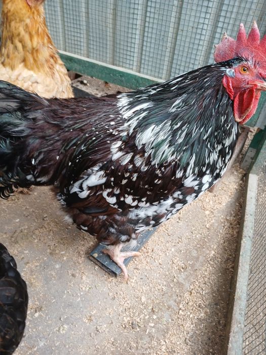 Sussex porțelan de vînzare