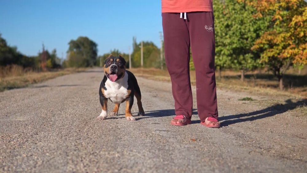 американский булли