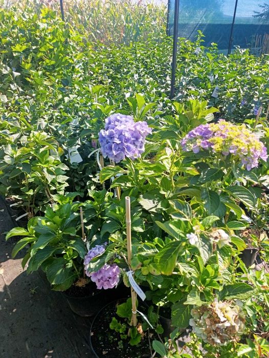 Plante ornamentale pentru grădină și curte | Gamă variată