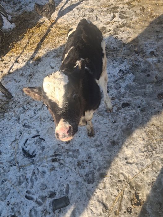 Vitea o luna jumate de lapte