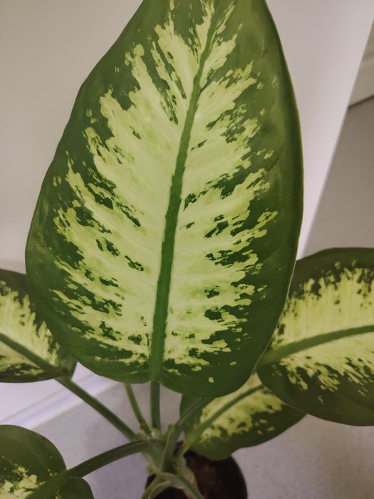 Диффенбахия в дом или офис