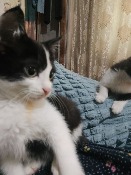 Отдам даром милых котят