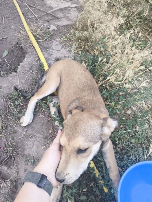 Щенок бесплатно.