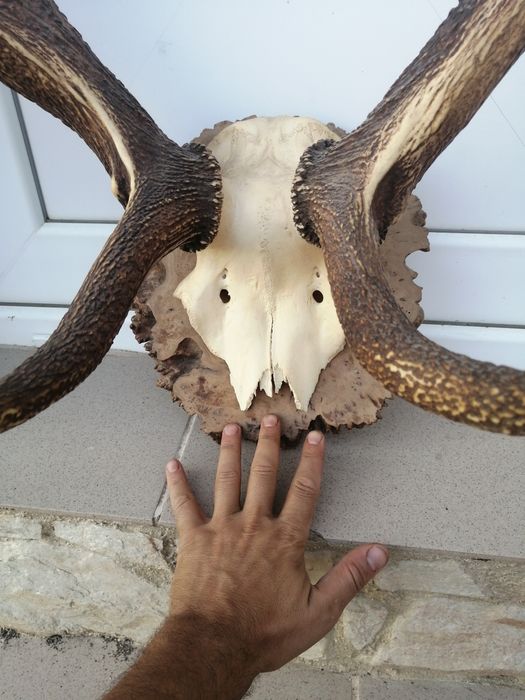 Рога, трофей от елен