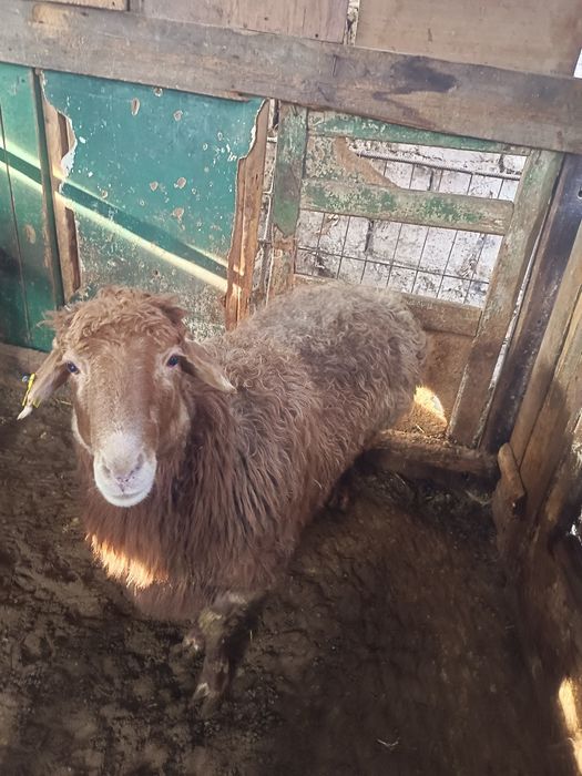 Койлар сатылады.