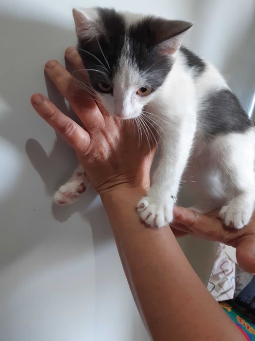 Котенок в добрые руки