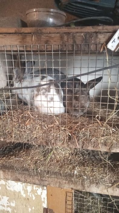 Продам кроликов шиншилла, бабочки