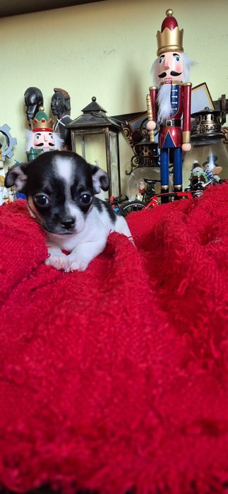 chihuahua mi ' Animale de companie ' OLX.ro