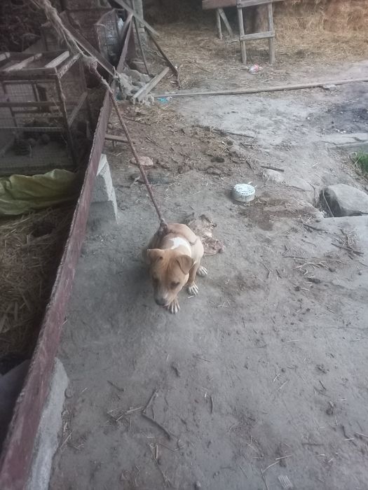 Itlar buxoro (pidbul)